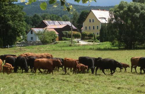 Haflingerstall - Foto 43