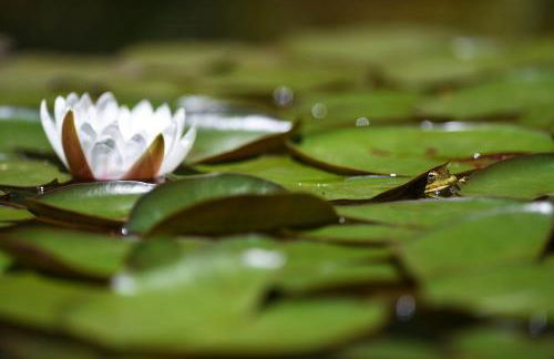 Vale do Ninho Nature Houses - Foto 22