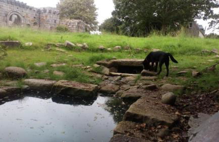 Petit gîte du Manoir de Keryvoas - Foto 11