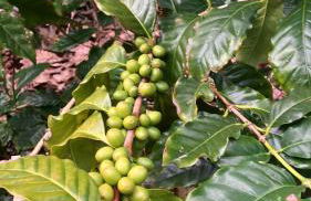 Vistalinda Farmhouse - Foto 31