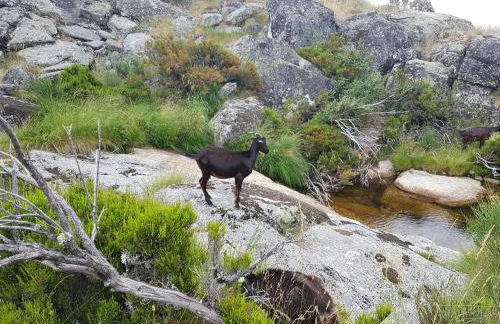 Casa da Bela Vista - Serra da Estrela - Foto 37