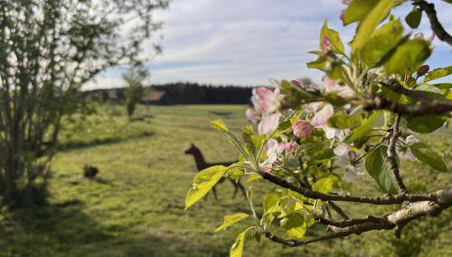 Appartement Kleine Auszeit mit privater Sauna - Foto 3, Garden