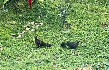 Casa com vista a praia da Barra do Sahy - Foto 39