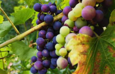 Apartment Green Elephant - Foto 23