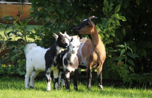 Ferienhof Zum Sagschneider - Foto 11