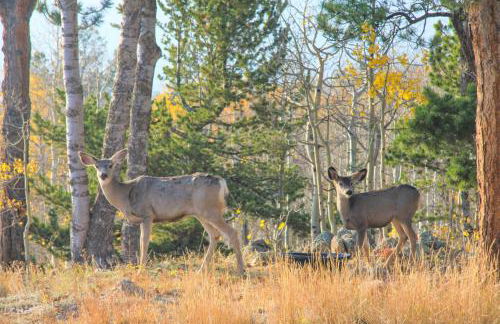 Mountain Views and Hot Tub Airy Forest Escape! - Foto 37