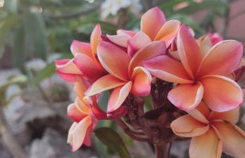 BioAgriturismo Antica Sena - Foto 37