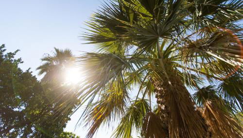 Résidence Stella di Mare - Foto 4, Garden