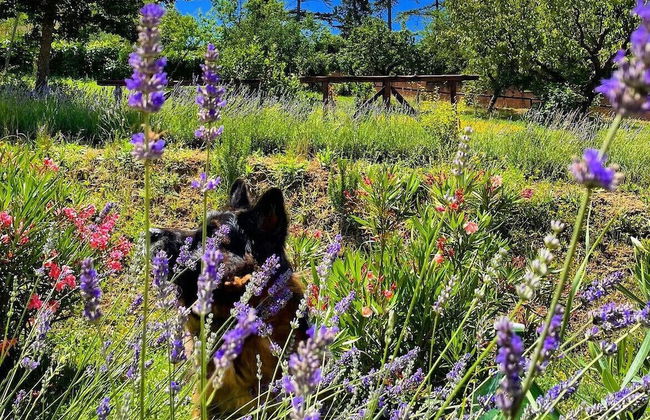Agriturismo La Corte del Sole - Foto 62