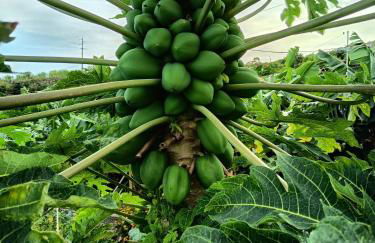 The Goat's Place III - Foto 21