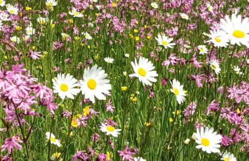 Ferienwohnung Ilona, Armin & Simon Funke - Photo 31