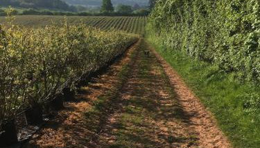 Pet Friendly Manor House Hop Kiln - Foto 4