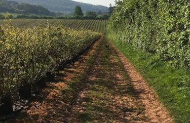 Pet Friendly Manor House Hop Kiln - Foto 4