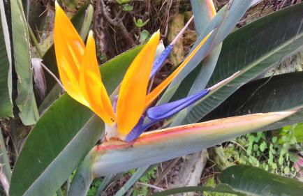 Monte frio de Tenerife - Foto 31