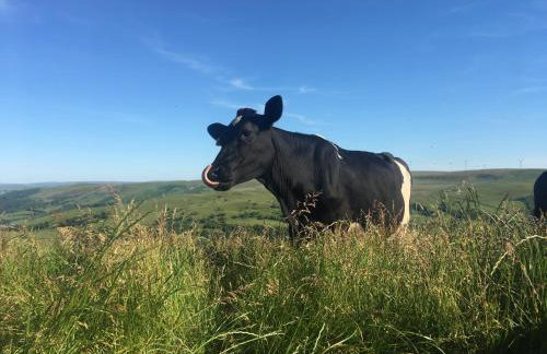 Healing Pastures Farm - Foto 26