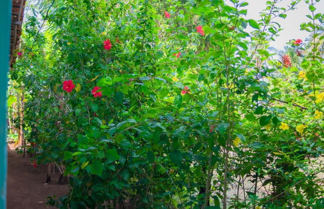 Nilaveli Beach Inn - Photo 16