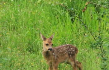 La Vega De Somiedo 2 - Foto 27