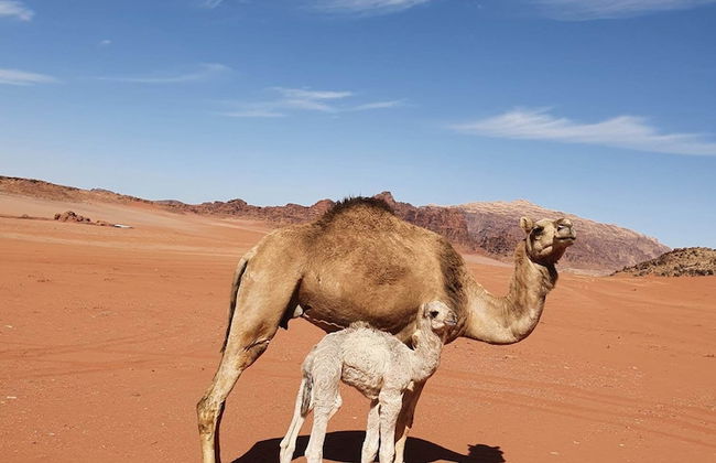 Wadi Rum Wanderlust Camp - Photo 10
