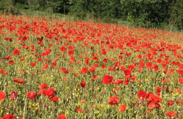Château de Peyrolles - Photo 67