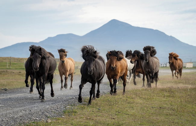 Hestasport Cottages - Foto 64