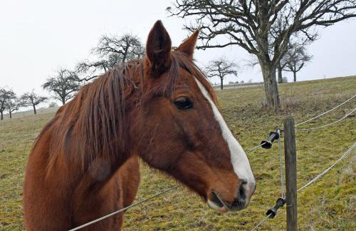 Ferienhaus Hombergshalden - Foto 23