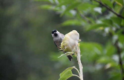 Odyssée-Le Nautile - Foto 9