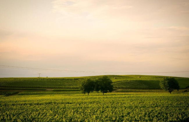 Holiday Apartment Monet in Oberrotweil - Foto 38