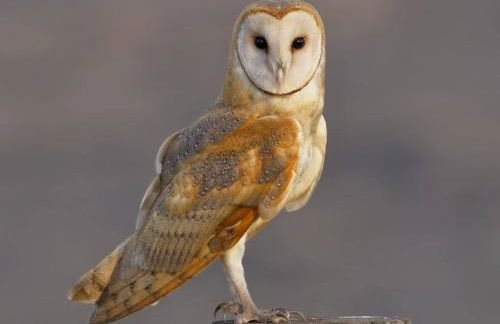 country retreat, long term stays hot tub - Photo 33