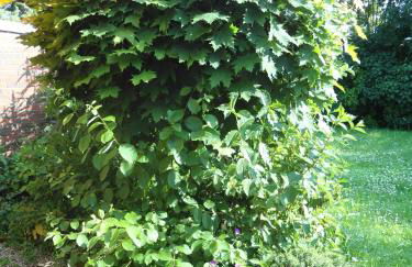 Campen Cottage - Photo 42