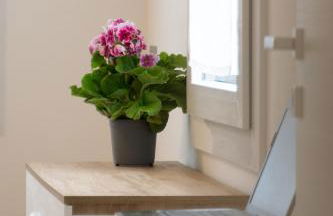 Tra il verde ed il Balsamico - Photo 20