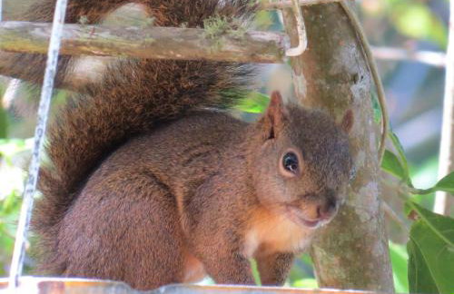 Chalé Pakere Montanha Lumiar - Conforto a mais de 1000 metros de altitude junto a natureza, wifi, piscina, sauna e água de nascente - locação do chalé sem prestação de serviços - Foto 33