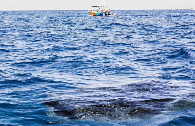 Snorkelling with Whale Sharks in Holbox - Photo 11