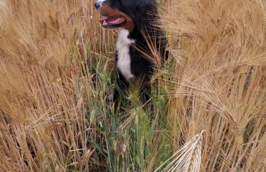 Gemütliche Ferienwohnung unterm Reetdach - Foto 28