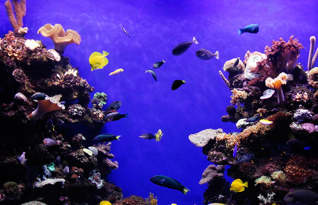 Palma Aquarium - Ticket - Foto 7