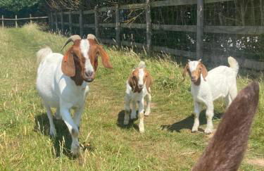 The Nookery - Foto 50