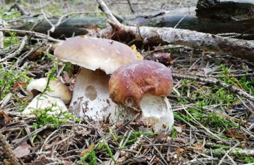 Ponyhof Adam Urlaub auf dem Bauernhof - Foto 26