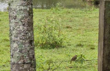 Recanto Bamboo Verde - Foto 14