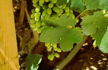 The Cottage in Eva - Foto 18