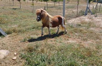 Quinta da Carreirinha - Foto 54