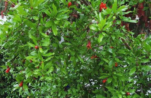 Casa Villami, GROUND FLOOR APARTMENT - Foto 18