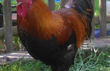 No.5 - Ferienwohnung Schkade - Foto 37