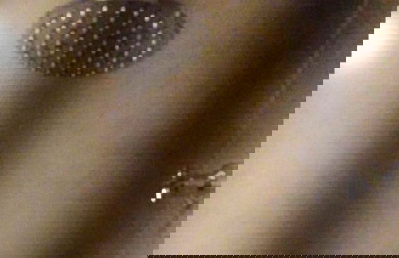 Refúgio Aconchegante em Canela CAN131 - Foto 12