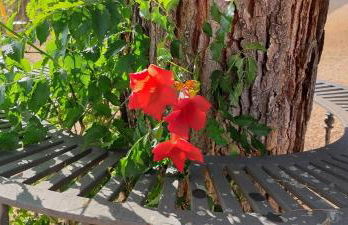 Casas Rurales Cerro Lobo - Foto 53