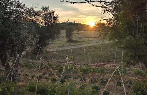 Herdade da Ordem - Foto 7