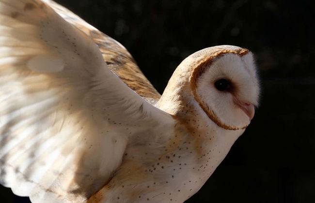 Dallas CityPASS® - Foto 6