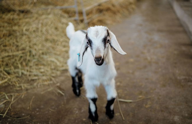 Vumba - Beira Suite - Foto 32