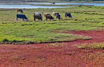 Sailmaker's Cottage - Foto 40