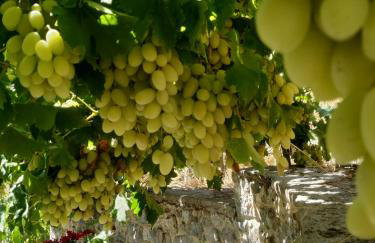 xenios Z rustic rural cottage - Foto 16