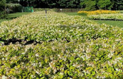 Le Jardin Secret - Foto 22