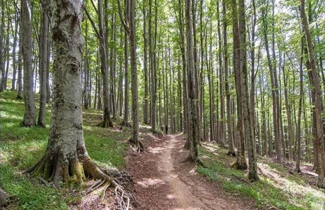 Farmhouse With Pool - Foto 38